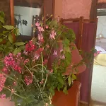 בית הארחה Les Ambiances Du Coly